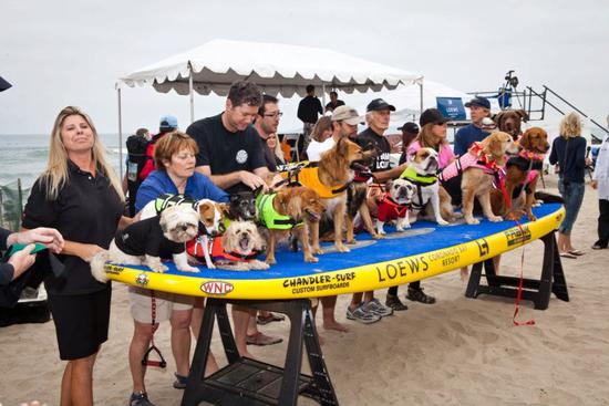 圖片版權：Dale Porter Loews Surf Dog Competition